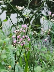 butterfly on a flower