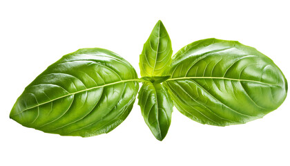 Fototapeta premium Fresh, green basil leaves isolated on a transparent background, displaying their vibrant appearance