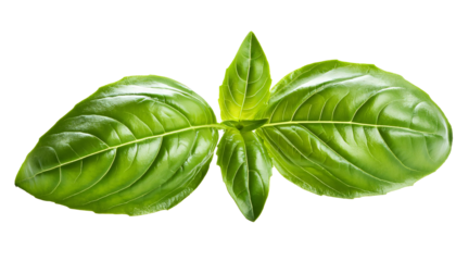 Fresh, green basil leaves isolated on a transparent background, displaying their vibrant appearance