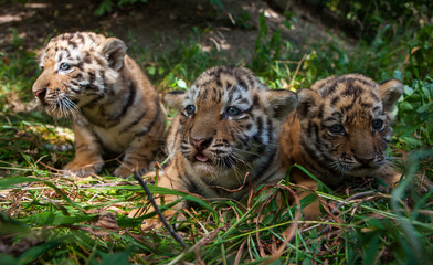 Amur tiger cubs remain on the grass at the Almaty Zoo in Kazakhstan.