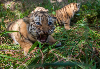 Amur tiger cubs remain on the grass at the Almaty Zoo in Kazakhstan.