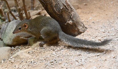 A northern tree shrew