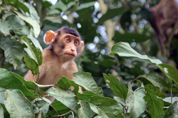 Baby monkey on a tree
