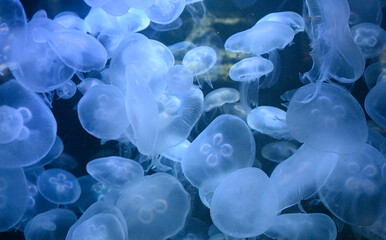Many moon jellifish in the ocean