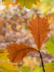 オレンジ色に染まるカシワの葉