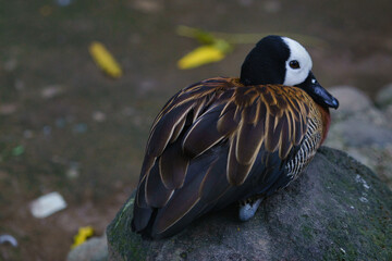 White-faced whistling duck resting on a rock