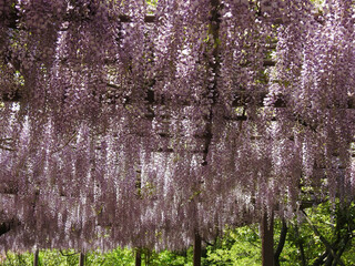浄化のスコール