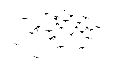 Flying birds silhouette flock. hand drawing. Not AI. Vector illustration