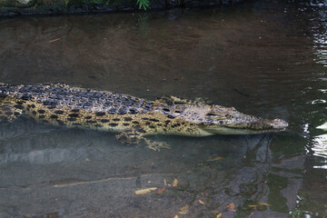 Close-Up of a Saltwater Crocodile or Crocodylus porosus Partially Submerged in Water