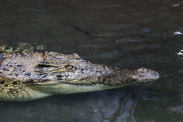 Close-Up of a Saltwater Crocodile or Crocodylus porosus Partially Submerged in Water
