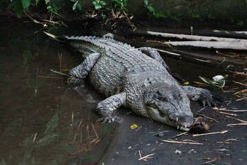 Saltwater Crocodile or Crocodylus porosus Resting Near Water In Natural Habitat