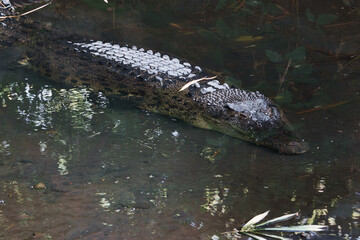 Crocodile Resting in Calm River Waters