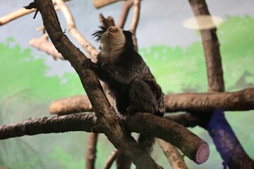 Small white-fronted marmoset perched on a branch in a natural habitat