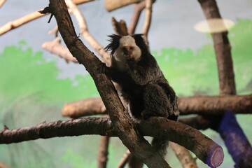 Marmoset monkey sits on a branch in a zoo exhibit with a painted backdrop