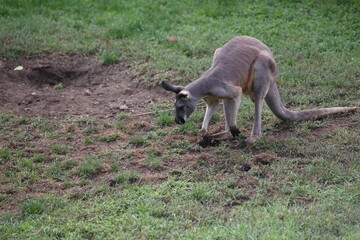 Kangaroo standing in a grassy field looking down for food at its zoo enclosure during daytime