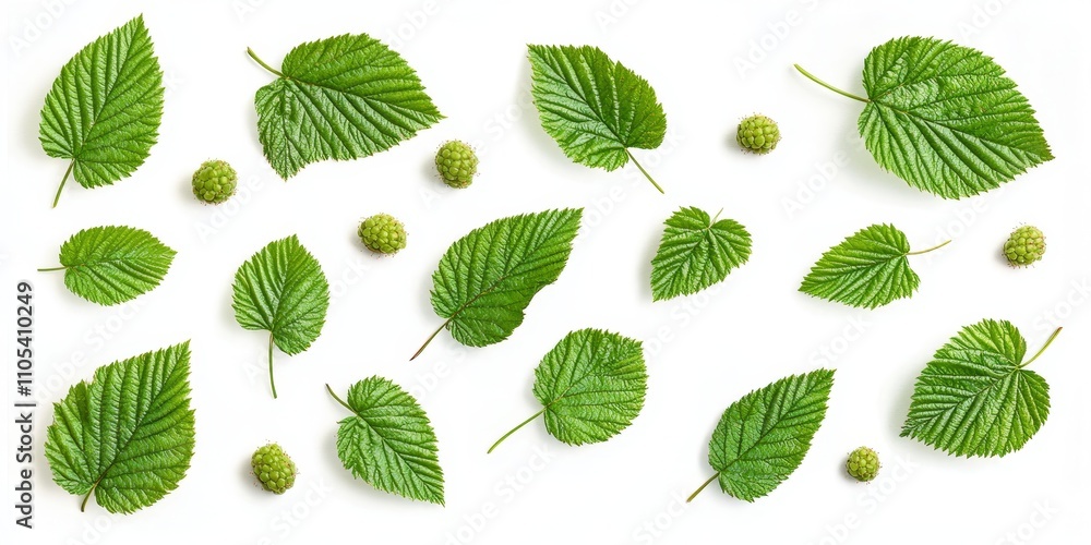 Aufkleber Raspberry leaves displayed on a clean white background, showcasing the vibrant features of raspberry leaves from a top view perspective with a precise clipping path.