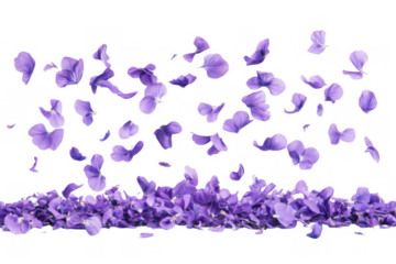 beautiful purple flower petals flying and falling in the air, isolated on transparent background, clipping path, PNG