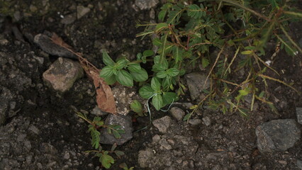 Small green plants growing among rocks and soil on the ground.