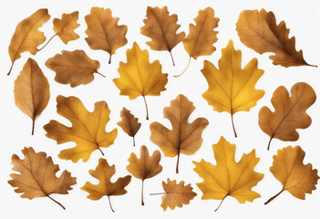 Autumn oak yellow leaves set isolated on transparent white background element Fall oak foliage colle