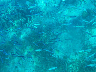 Snorkeling Above A School Of Fish