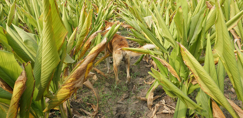 Turmeric plant field in India. Agriculture background of healthy and growing crop. 