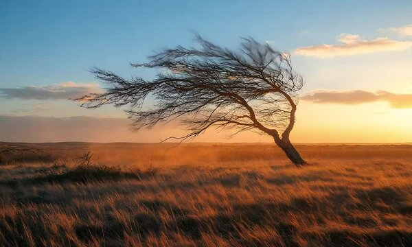 The wind blows violently through the trees causing the trees to bend with the wind. All branches of the tree also move.