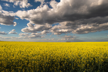 Obraz premium Yellow rapeseed field at the sunset.