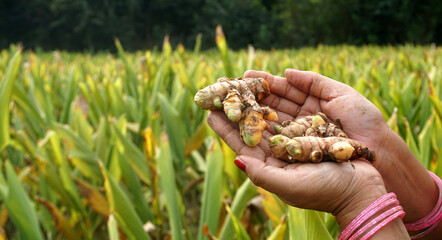 Turmeric plant field in India. Agriculture background of healthy and growing crop. 