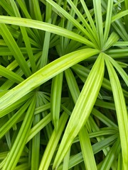 Fresh and vibrant green elongated leaves with a natural, refreshing appearance. Perfect for nature-themed designs, eco-friendly projects, and organic concepts. 