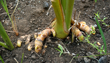 Turmeric plant field in India. Agriculture background of healthy and growing crop. 