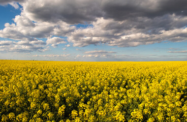 Obraz premium Yellow rapeseed field at the sunset.