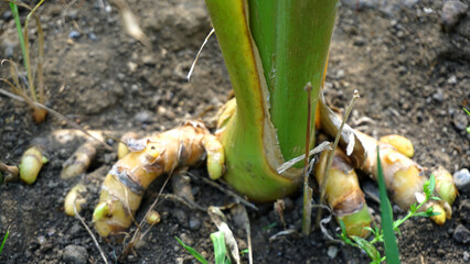 Turmeric plant field in India. Agriculture background of healthy and growing crop. 