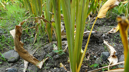 Turmeric plant field in India. Agriculture background of healthy and growing crop. 