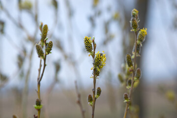 fluffy yellow flowers bloom on a willow branch. Yellow flowers of a willow on a branch in the spring forest. beautiful festive spring background. beauty nature, bokeh, close-up, Macro photo.