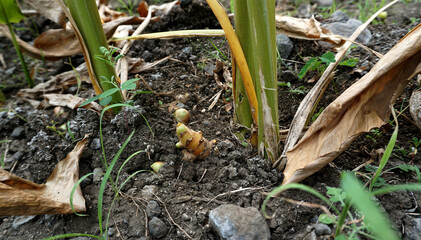 Turmeric plant field in India. Agriculture background of healthy and growing crop. 