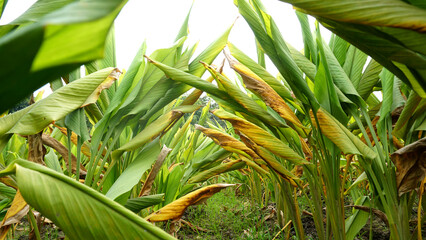 Obraz premium Turmeric plant field in India. Agriculture background of healthy and growing crop. 