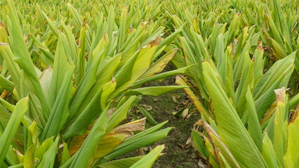 Obraz premium Turmeric plant field in India. Agriculture background of healthy and growing crop. 