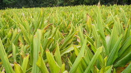 Obraz premium Turmeric plant field in India. Agriculture background of healthy and growing crop. 
