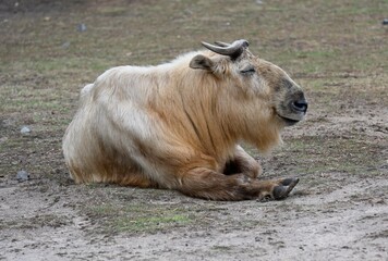 An Himalaya Tahr