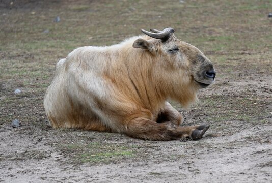 An Himalaya Tahr