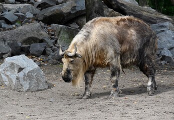 A Himalaya Tahr