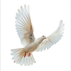 Obraz premium beautiful bird in flight isolated on white