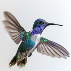 Fototapeta premium Fast moving violet sabrewing hummingbird with blurred wings and tail.