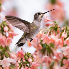 Fototapeta premium Hummingbird flying with pink flowers on white background