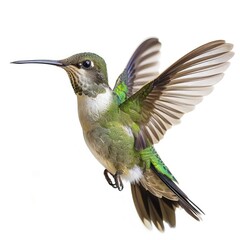 Fototapeta premium hummingbird on isolated background with high detailing