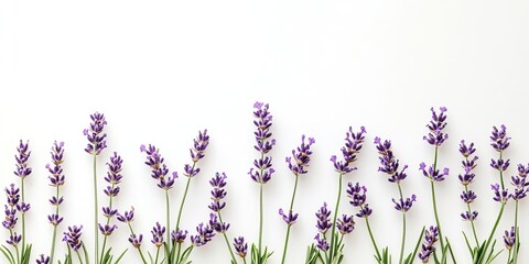 Naklejka premium Lavender flowers arranged on a white background highlight the beauty of flowers and plants, showcasing the delicate shades and textures found in lavender flowers and the floral world.