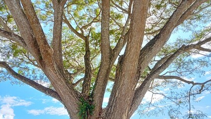 tree in the park