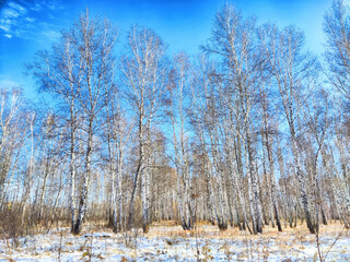 Beautiful winter landscape showcasing bare birch trees against a clear blue sky in a serene forest