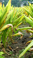 Obraz premium Turmeric plant field in India. Agriculture background of healthy and growing crop. 