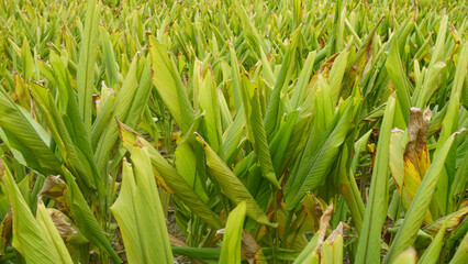 Turmeric plant field in India. Agriculture background of healthy and growing crop. 